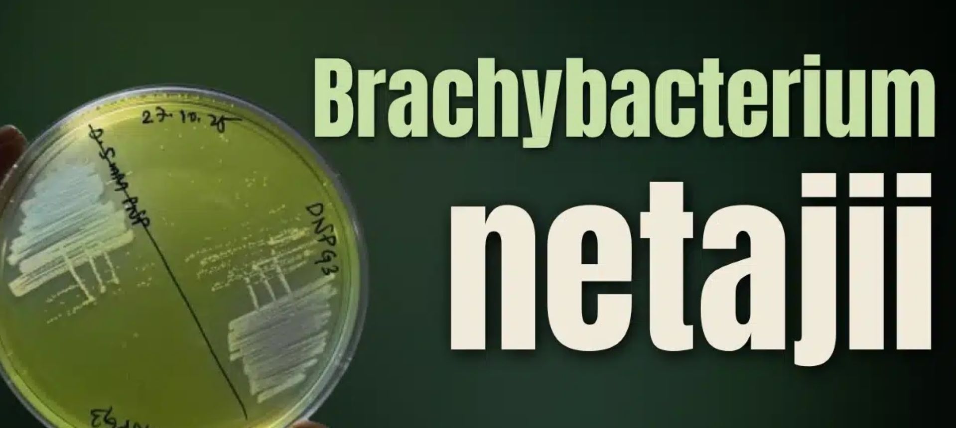 Brachybacterium netajii is a newly identified bacterial species isolated from the Hooghly River in West Bengal, India